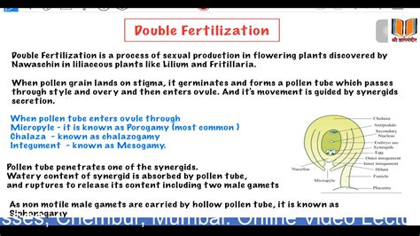 explain the phenomenon of double fertilization|define double fertilization class 12.